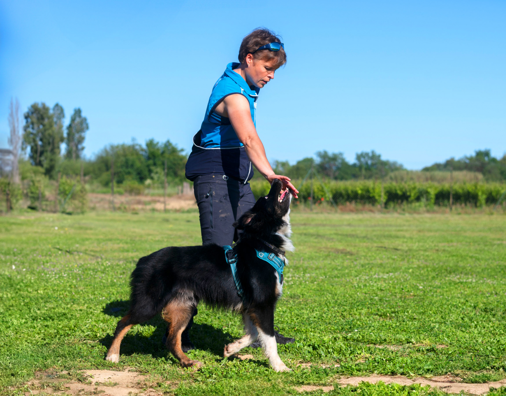 Hund-wird-trainiert-Bild