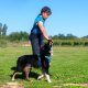 Hundetraining-Bild