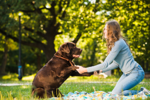 hundetraining6 Hundetraining im Landgasthof Hirsch Lossburg