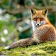 Fuchs liegt gemütlich auf einer Moosfläche Bild