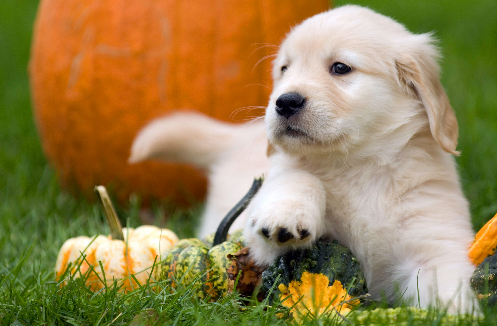 Ausruhen vom Alltag - auch für den Hund Bild