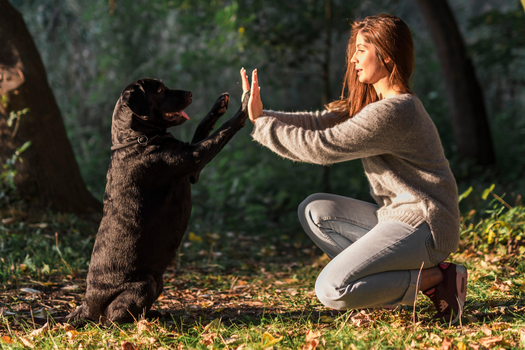 High-Five Bild, Frau mit Hund am Waldrand Bild