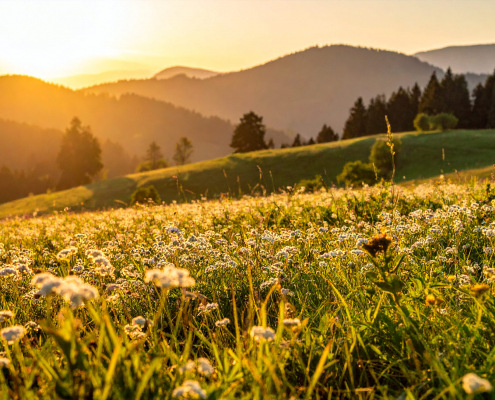 Blumenwiese im Schwarzwald mit Hügeln und Wälder Bild