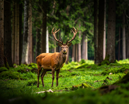 Hirsch im Schwarzwald Bild