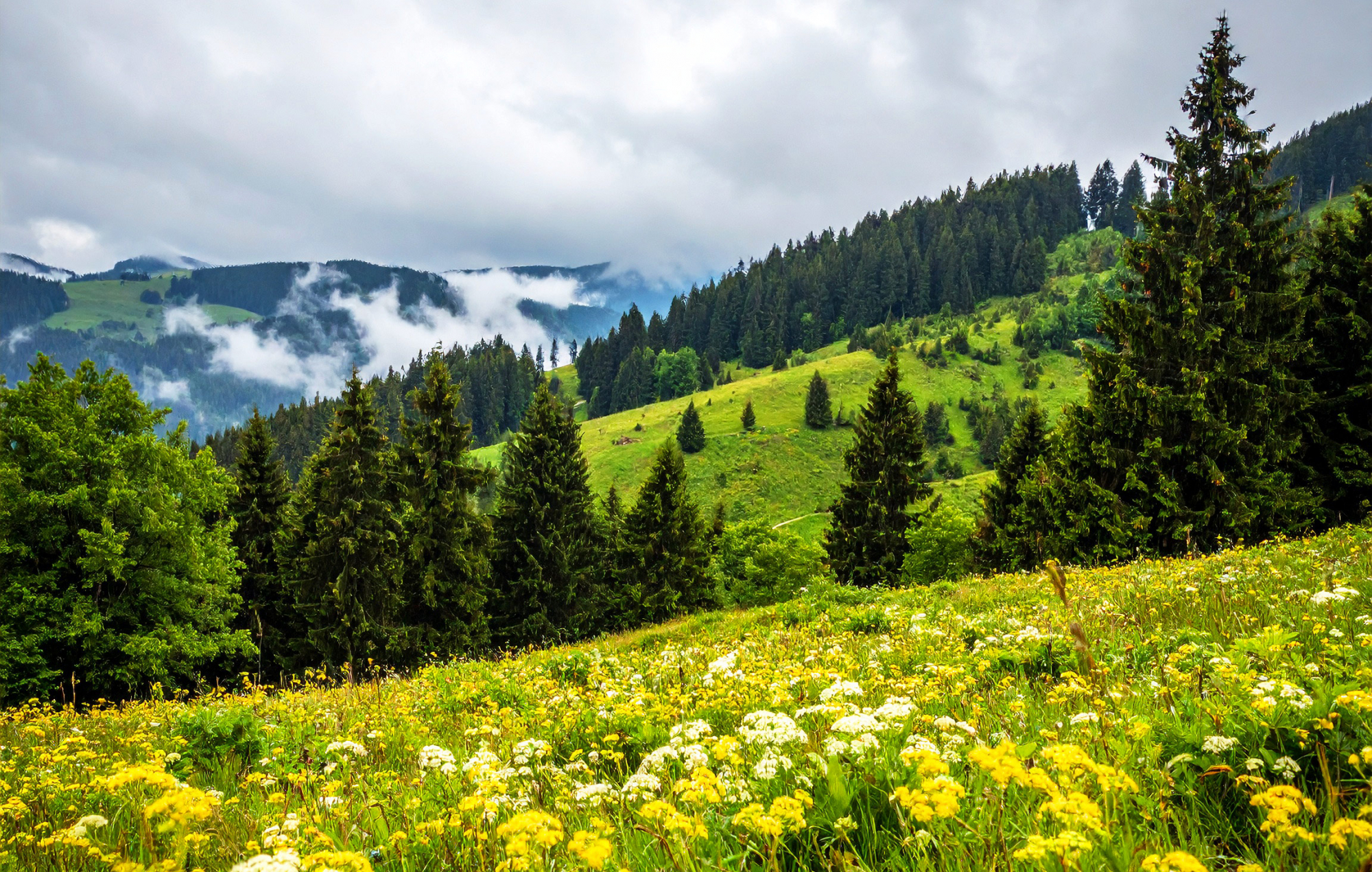 schwarzwald-mit-wiese-im-vordergrund