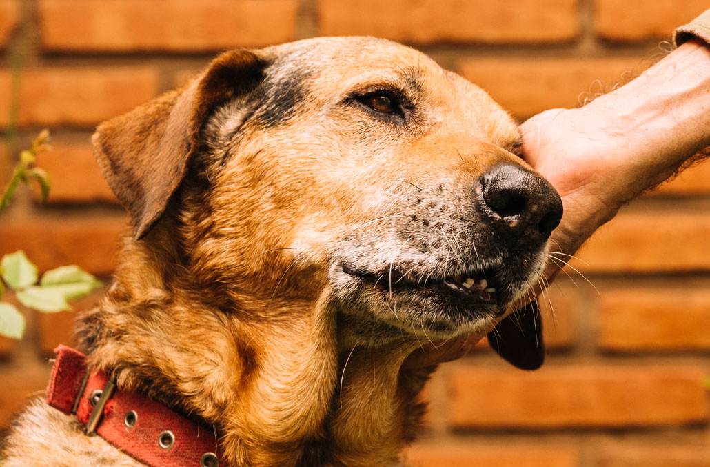 Hunde Willkommen Bild